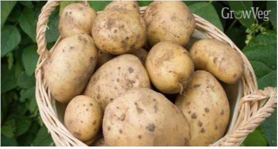 We supply all species of potatoes- from sweet to Irish species pf Potatoes.
